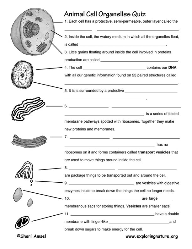 Cell Organelle Quiz Worksheet