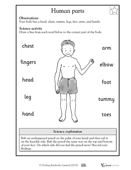 Human Body Parts Worksheet for 2nd Grade