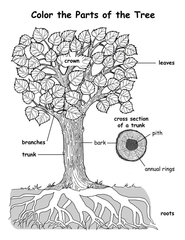 Label Tree Parts Coloring Page