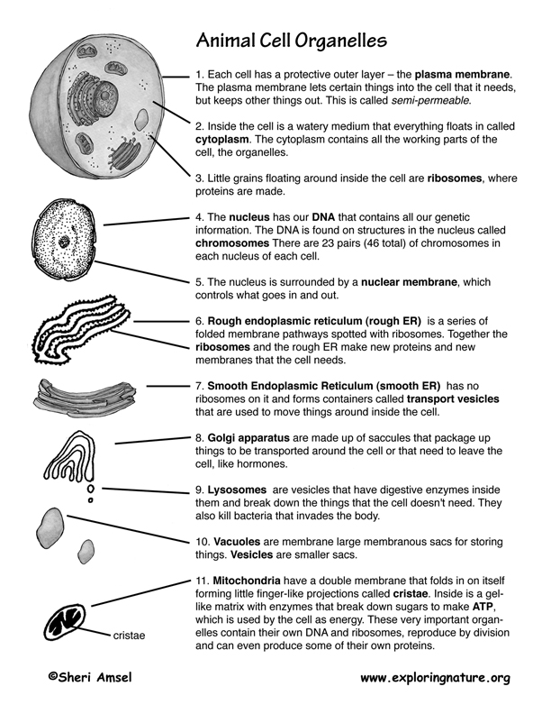 Cell Organelles and Their Functions Worksheet