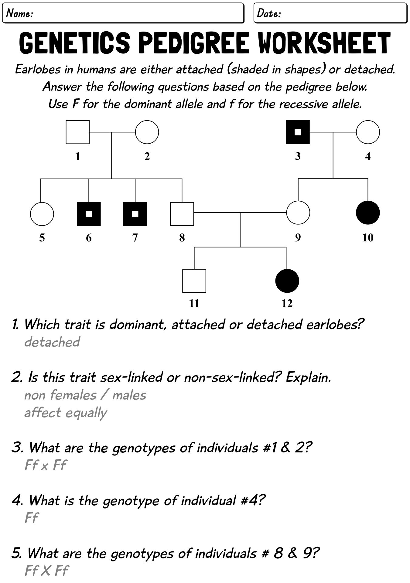 Genetics Worksheet Answer Key