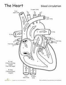 Heart and Circulatory System Worksheets