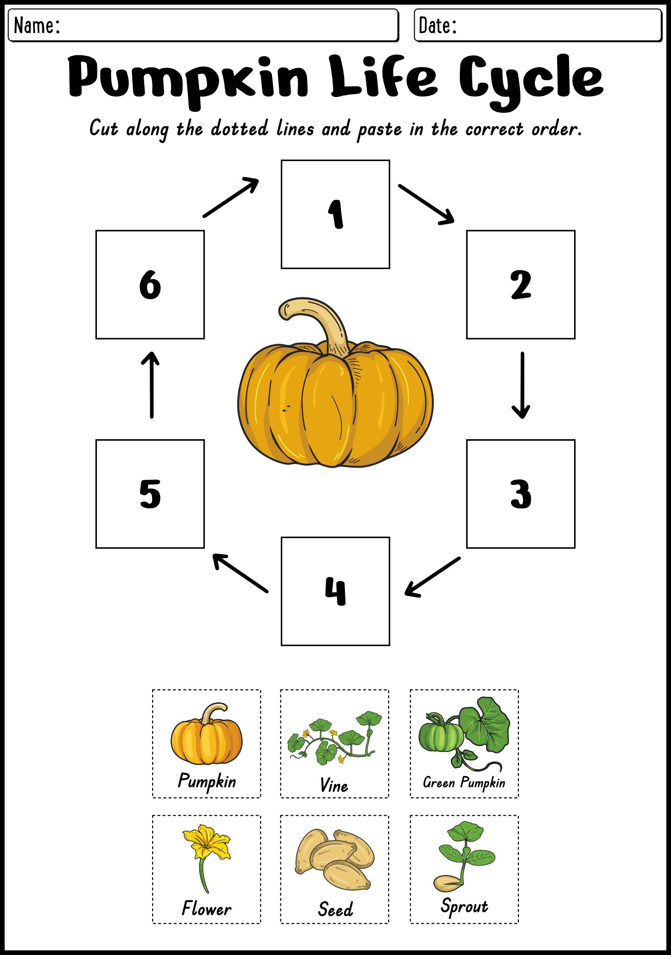 Pumpkin Life Cycle Worksheets