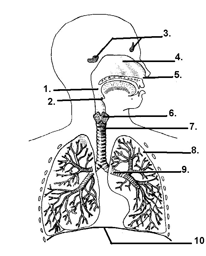 Respiratory System Blank Diagram