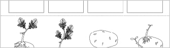 The Stages of Plant Growth Worksheet Kindergarten