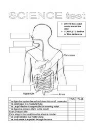 Digestive System Worksheet