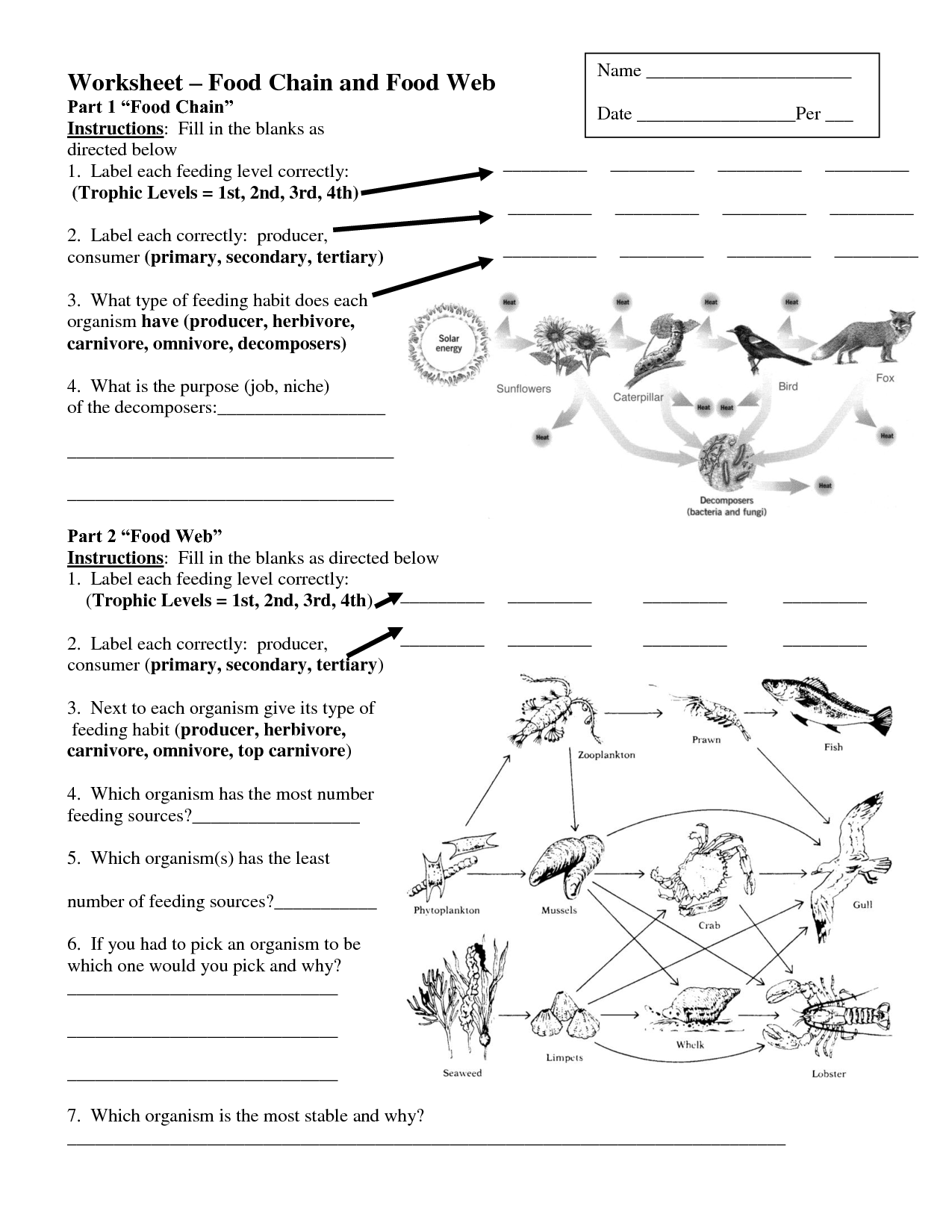 Food Chains and Webs Worksheets