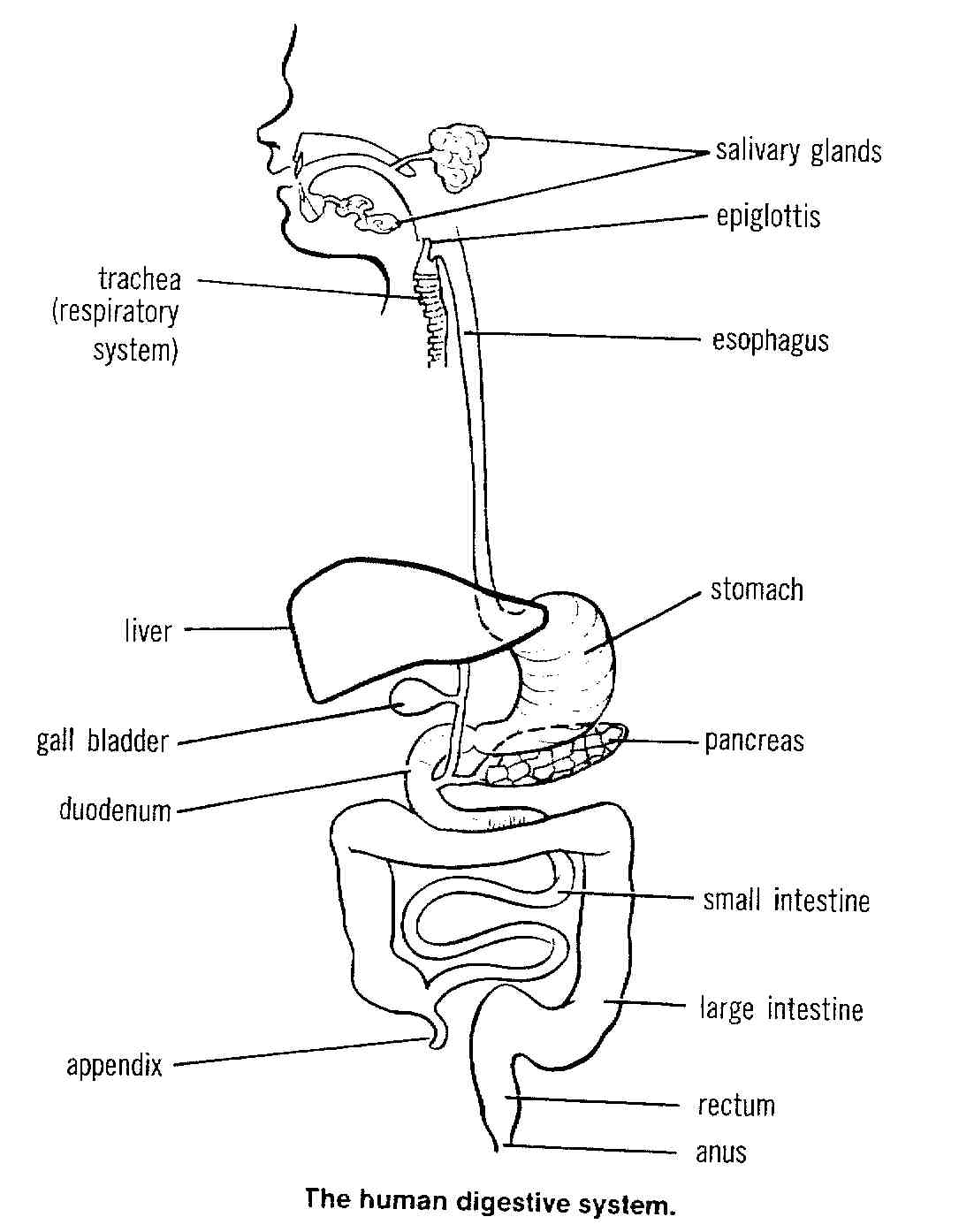 Human Digestive System Parts