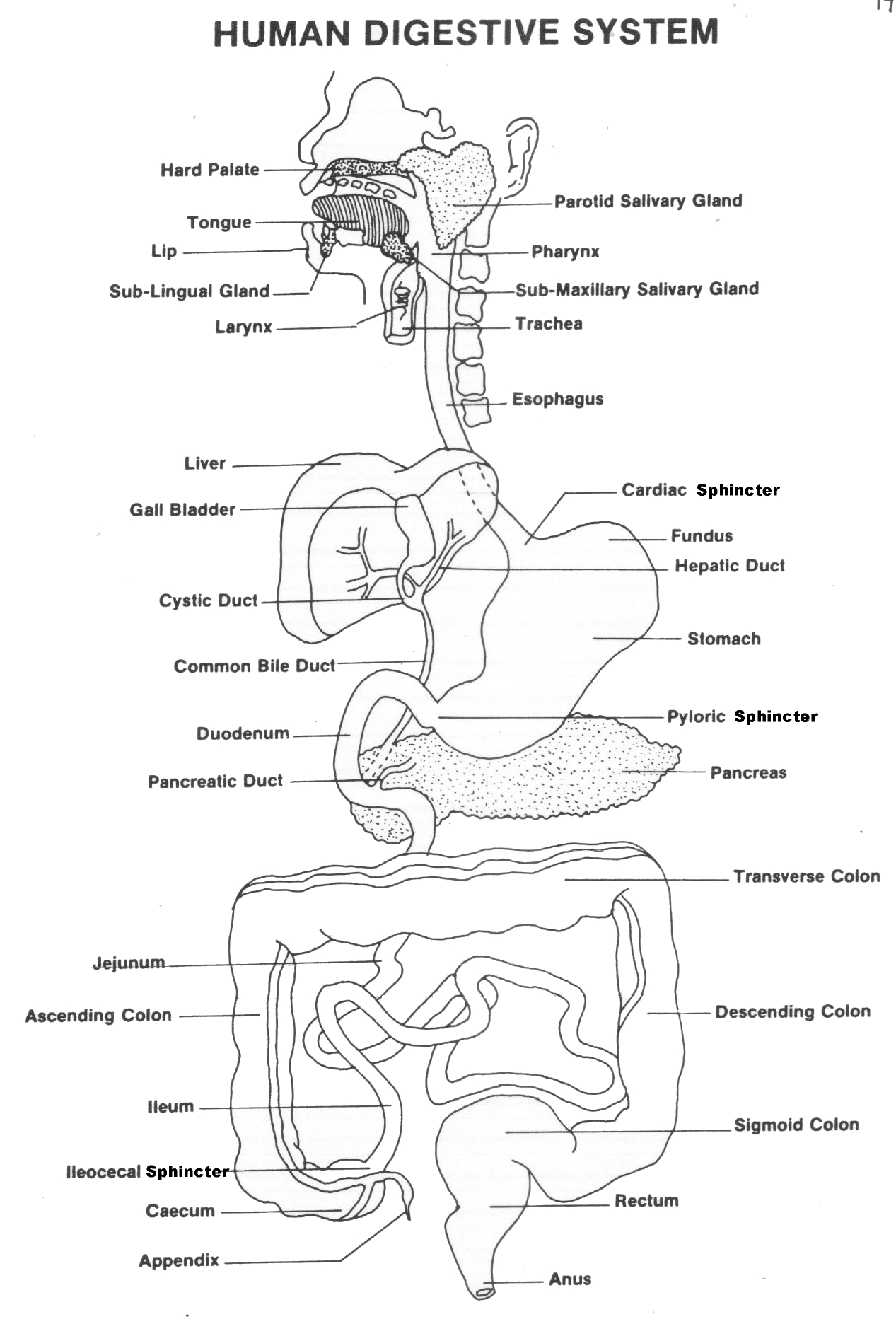 Human Digestive System Worksheet Answers