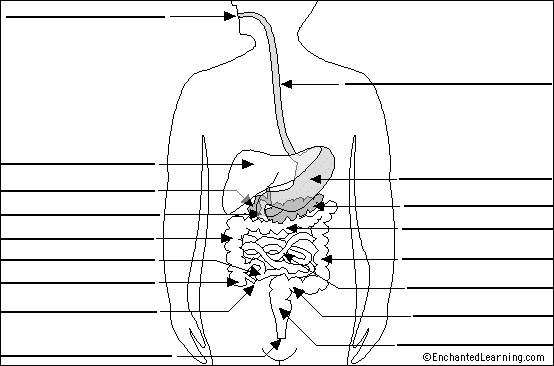 Label Digestive System Diagram