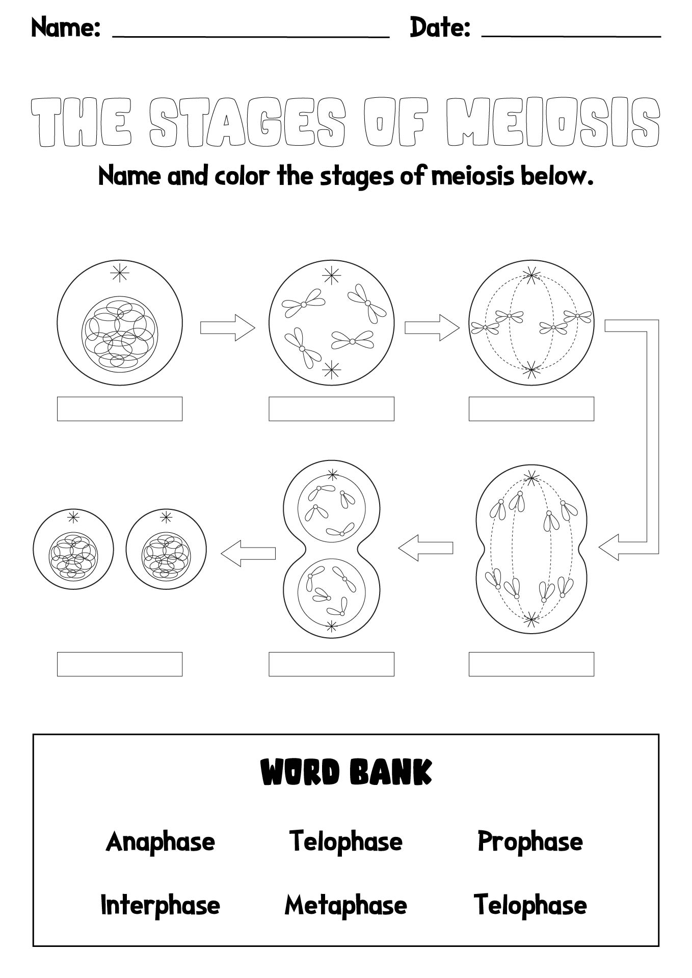 Meiosis Coloring Worksheet