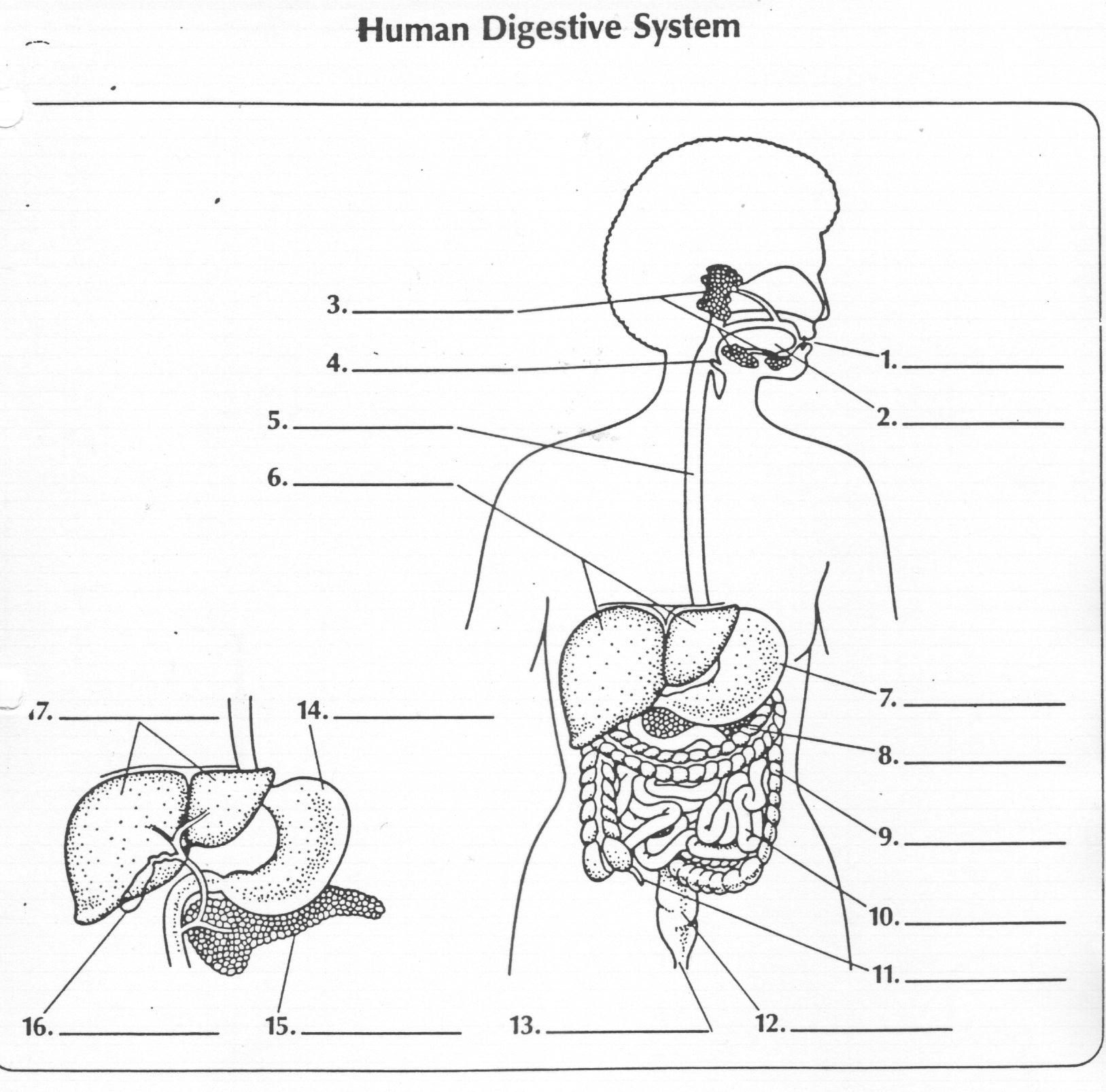 12 Digestive System Blank Worksheet