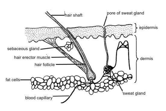 Skin Cross Section Diagram