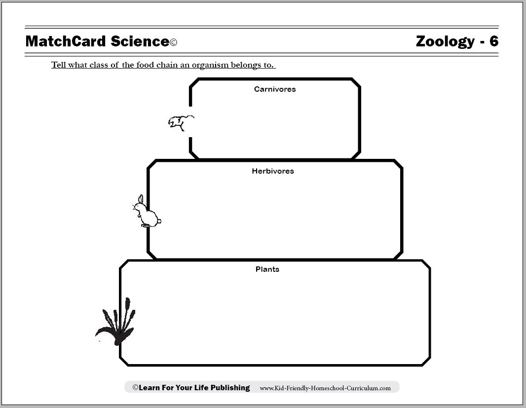 Food Chain Worksheets Free