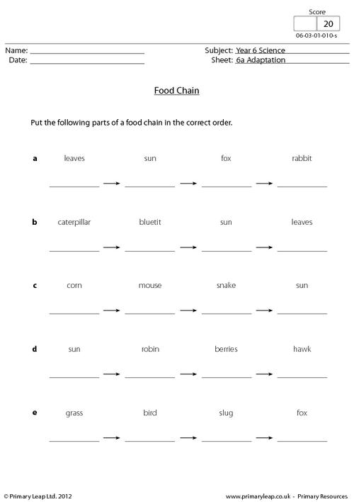 Food Chain Worksheets