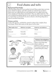 Food Chains and Webs Worksheets