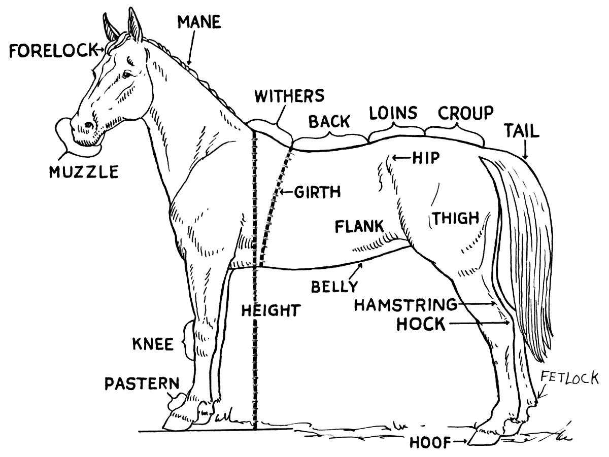 Horse Body Parts Diagram