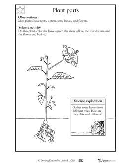 Parts of a Plant Worksheet First Grade