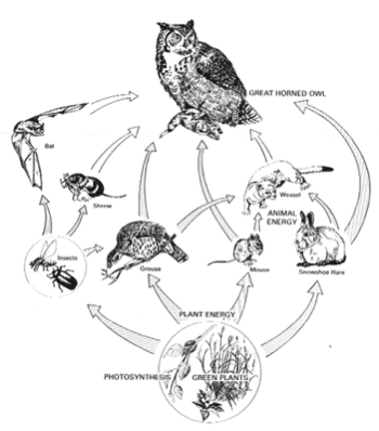 Terrestrial Food Web