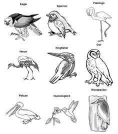 Bird Beaks and Feet Adaptations Worksheet