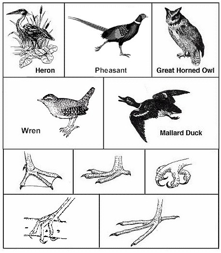 10 Bird Beak Activity Worksheet Worksheeto