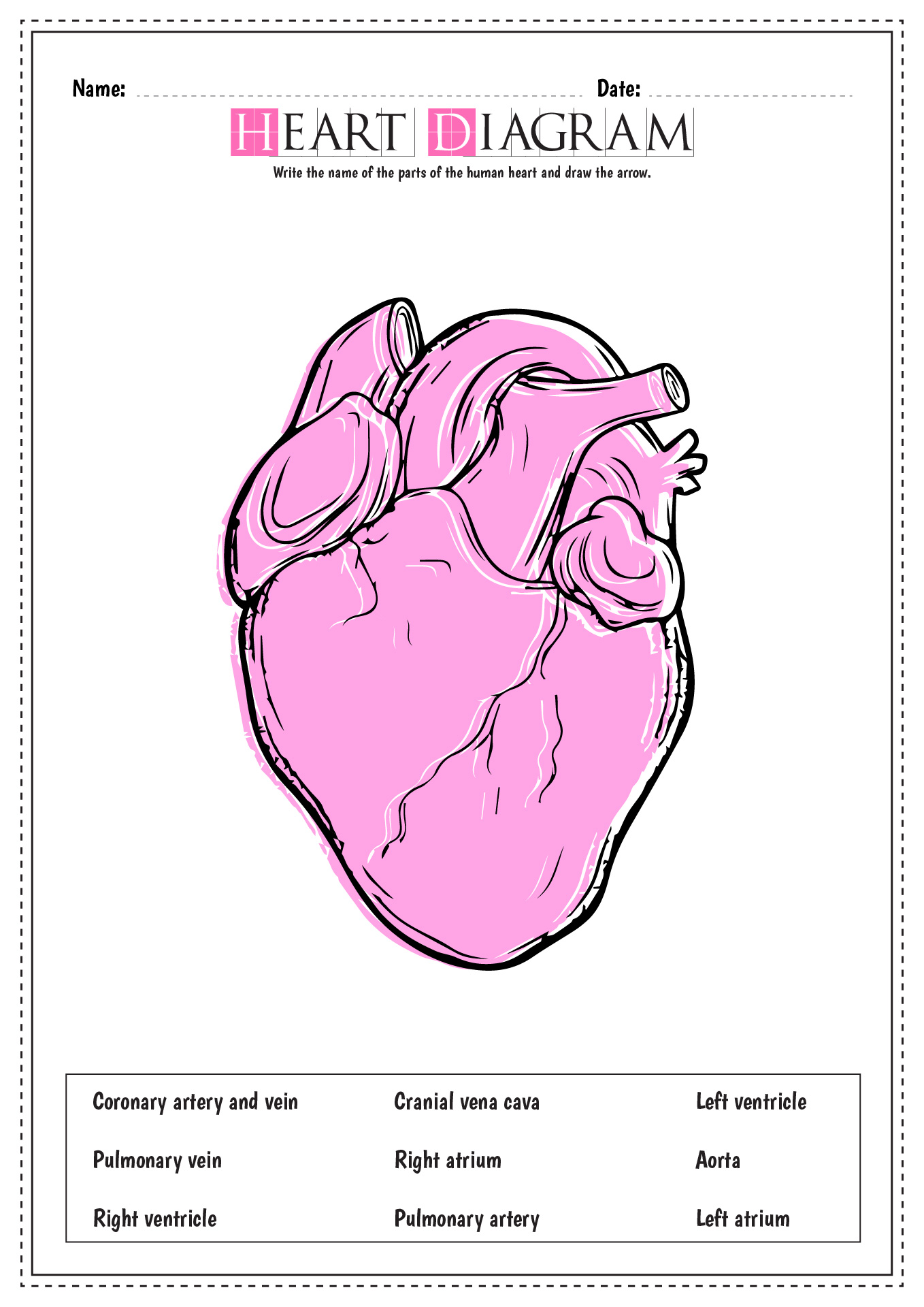 12 Blank Heart Diagram Worksheet With Word Bank - Free PDF at ...