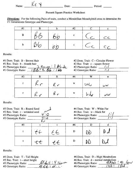 Punnett Square Practice Problems Worksheet