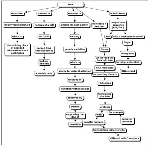 DNA Structure Concept Map