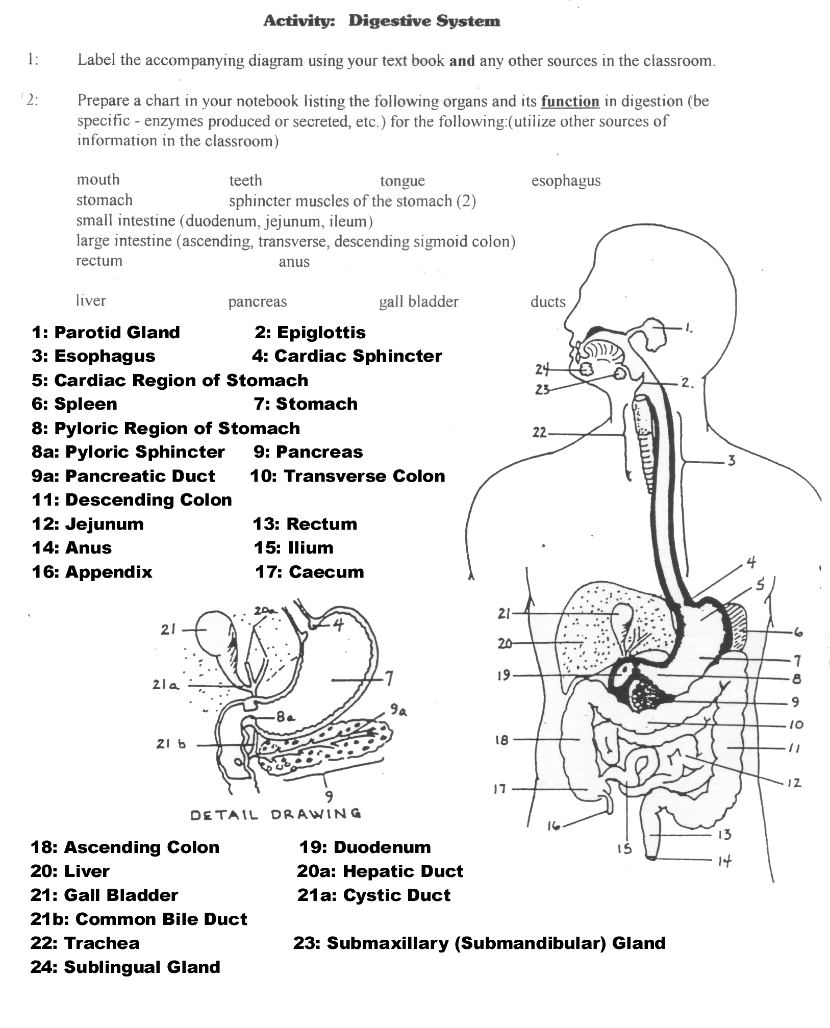 Digestive System Worksheets and Answers