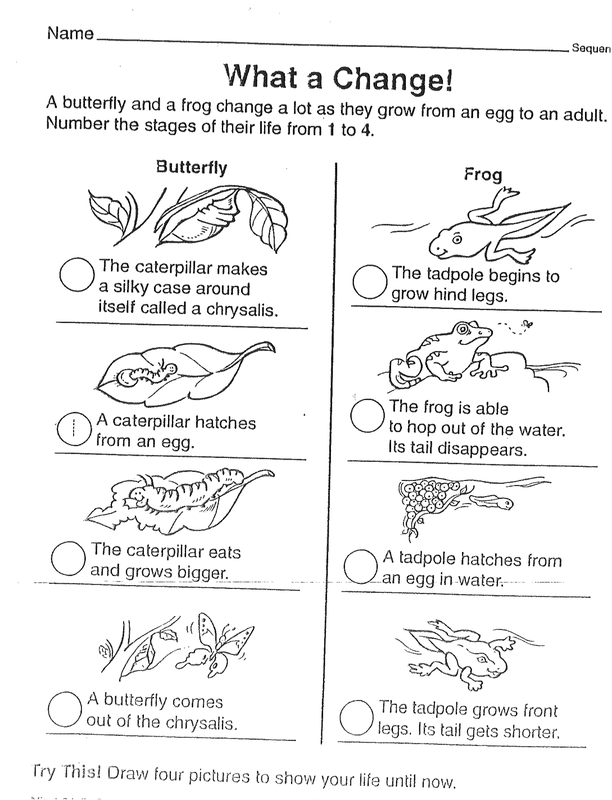 Frog Life Cycle Worksheets