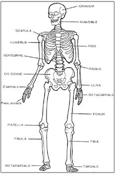 Human Skeletal System Diagram for Kids