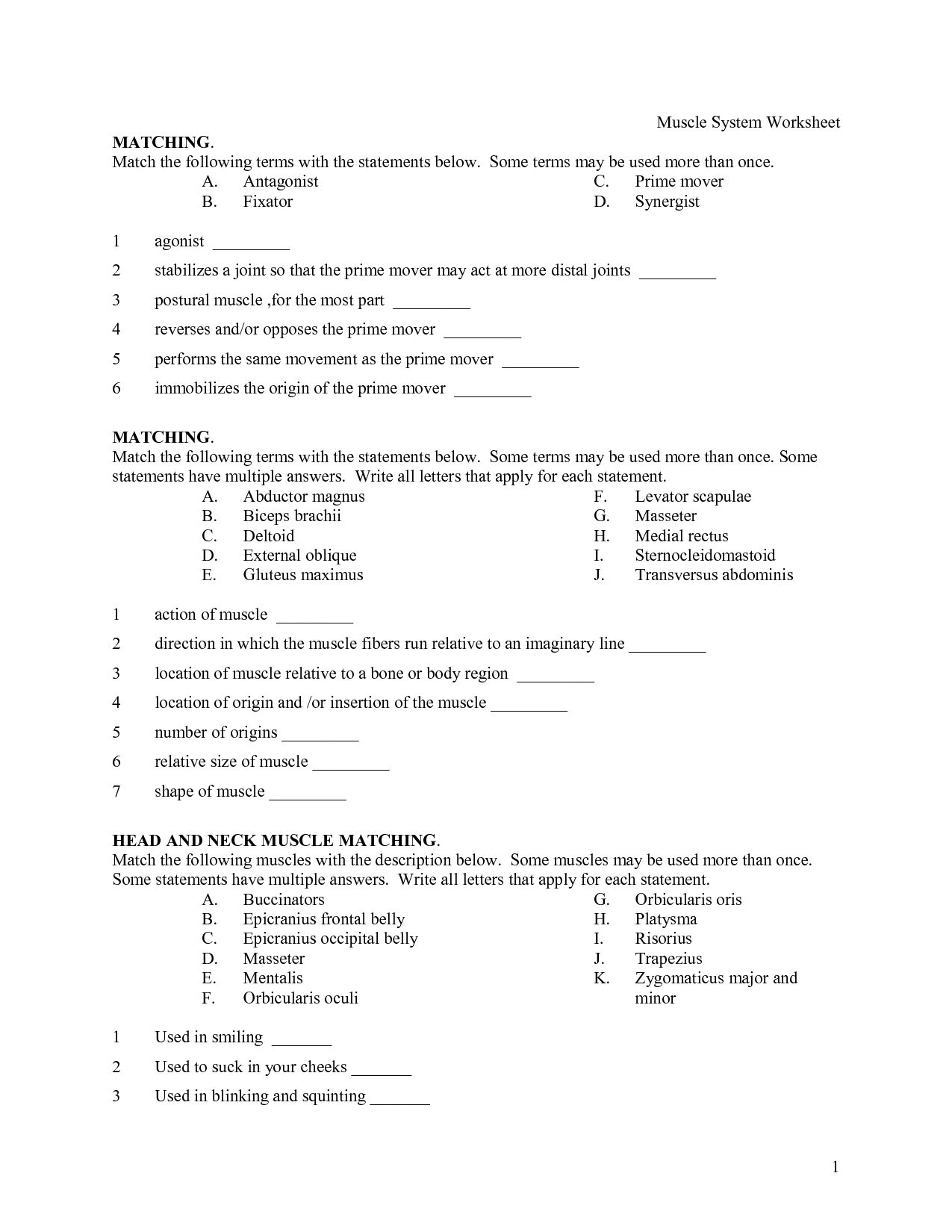 Muscular System Major Muscles Worksheet