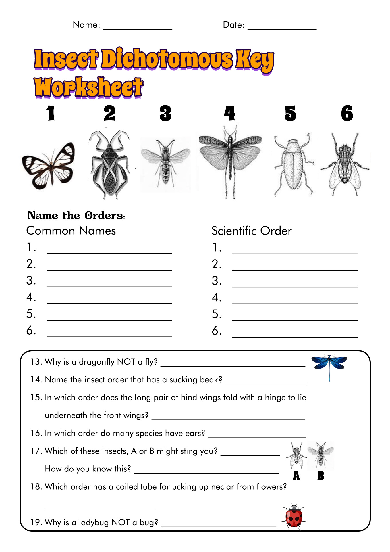 13 Dichotomous Key Worksheets Worksheeto