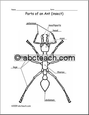 Labeled Ant Diagram