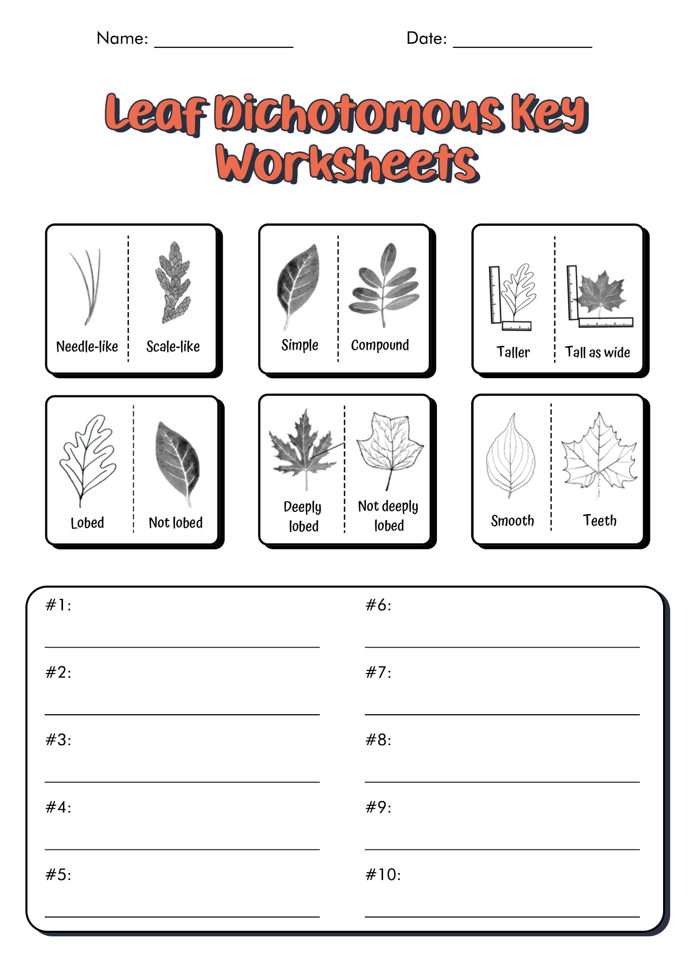 13 Dichotomous Key Worksheets Worksheeto