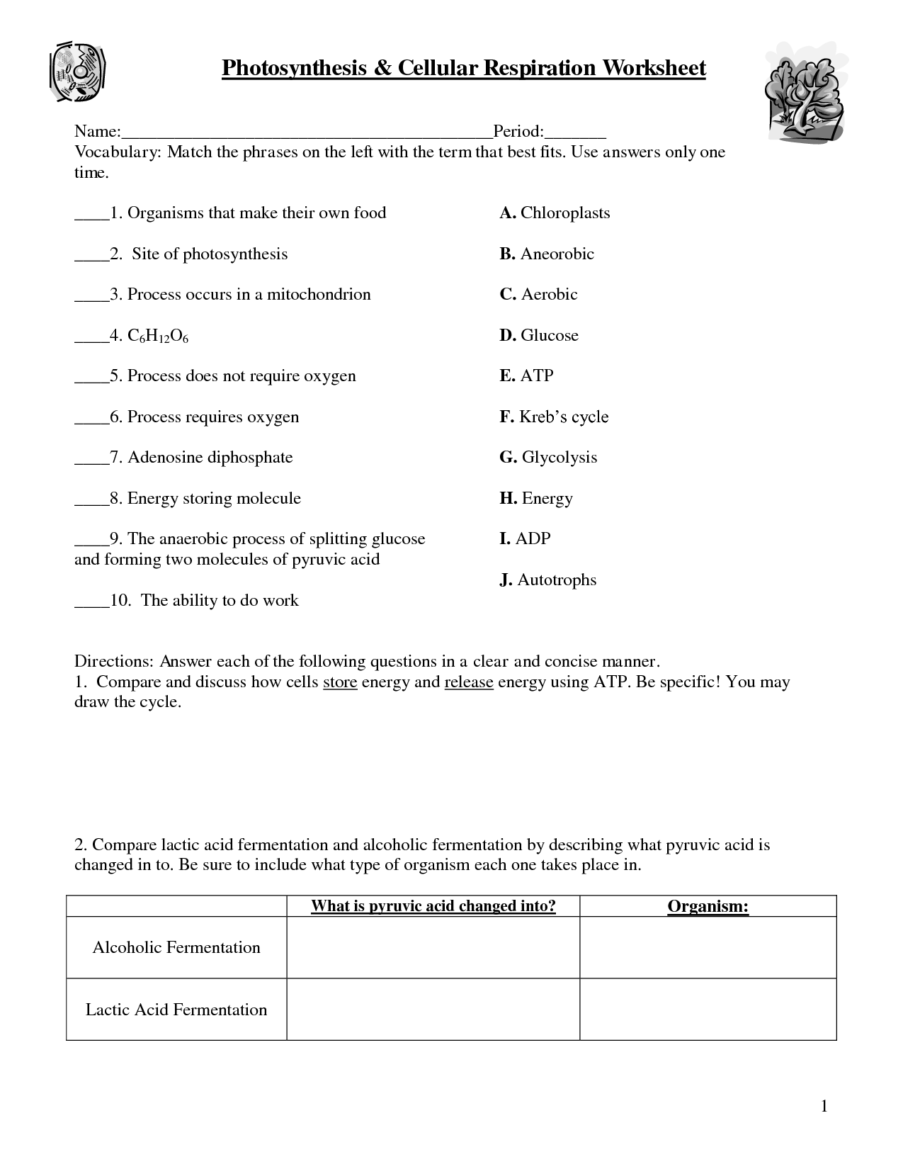 Photosynthesis Cellular Respiration Worksheet Answers