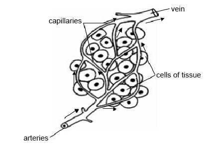 Cells and Blood Capillary Diagram