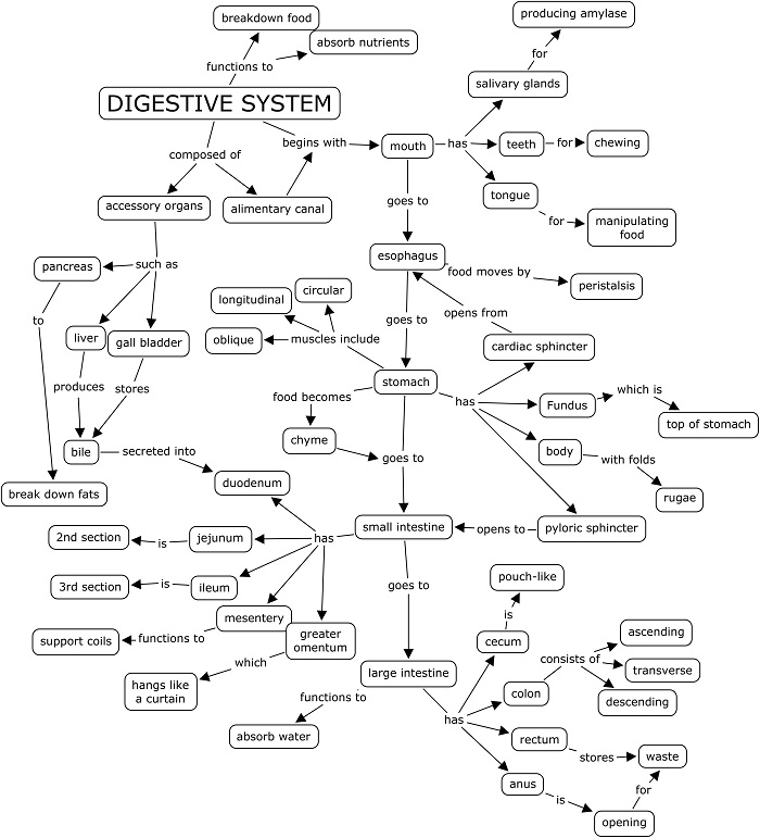 17 Best Images Of Cellular Respiration Review Worksheet Worksheeto