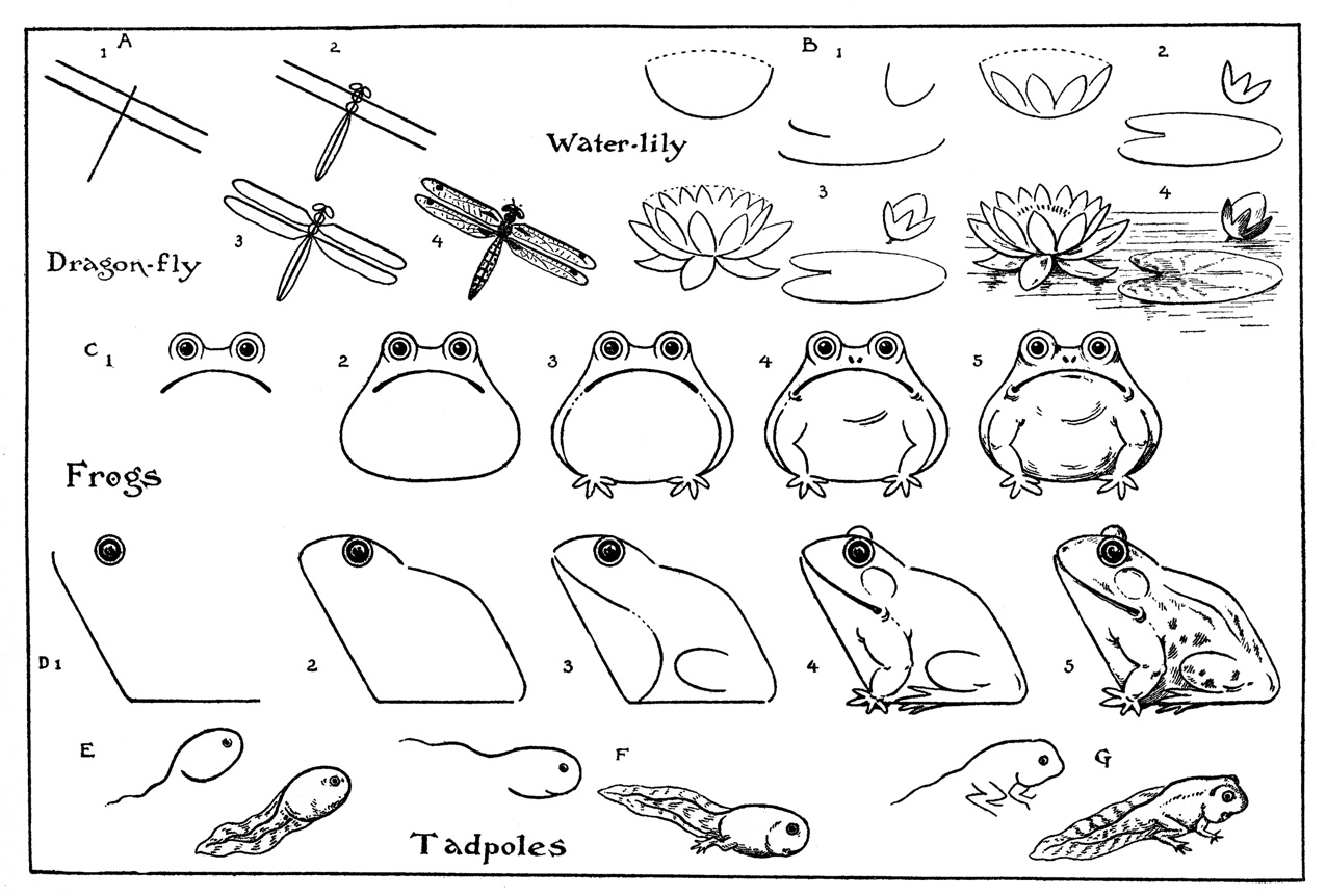 Easy to Draw Frogs Step by Step