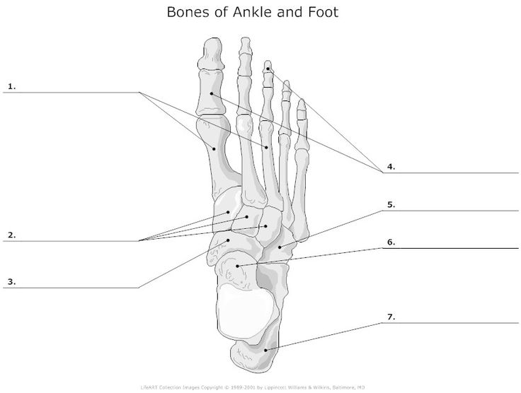 Foot Bone Diagram Unlabeled