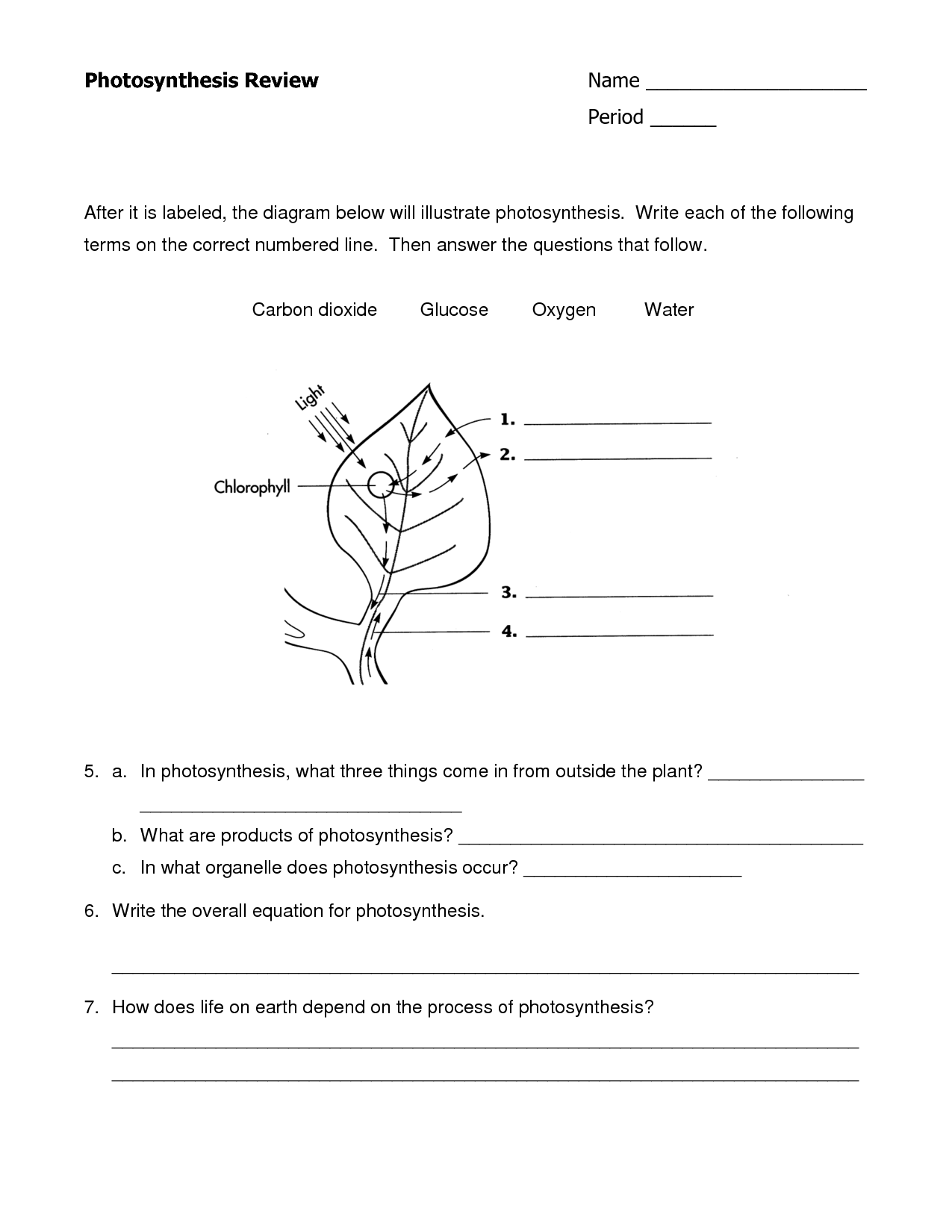 17 Cellular Respiration Review Worksheet Worksheeto