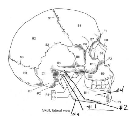 Skull Axial Skeleton Labeling Worksheet