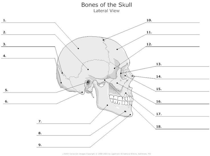 Skull Bones Anatomy Blank Diagram