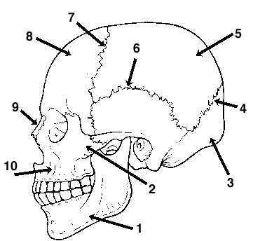 Skull Bones and Sutures Quiz