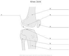 Unlabeled Knee Joint