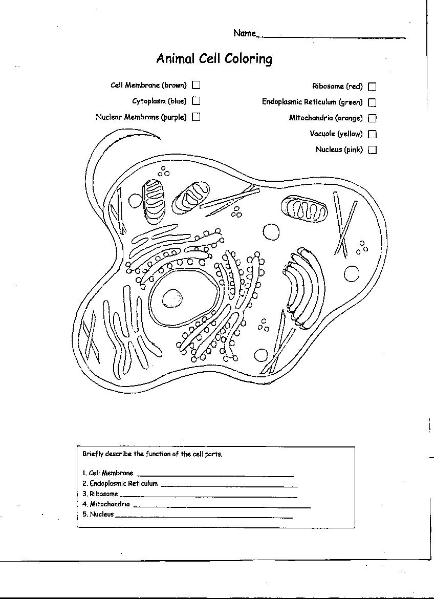 Animal Cell Coloring Diagram