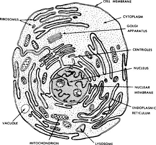 10 Best Images of Animal Cell Worksheet - Unlabeled Animal Cell Diagram ...