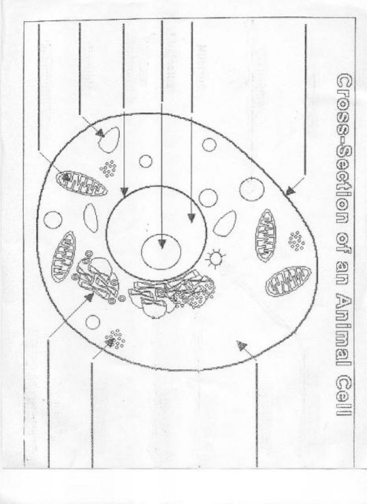 Animal Cell Diagram Worksheet for Kids