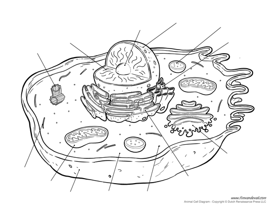 Blank Animal Cell Diagram