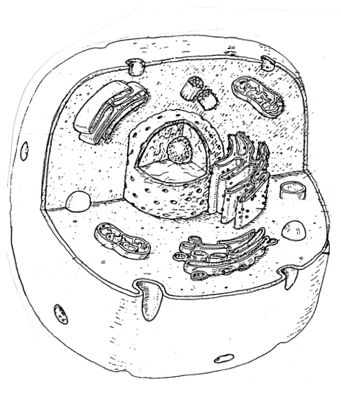 Blank Animal Cell Diagram